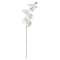 16 Pack: White Moth Orchid Stem by Ashland&#xAE;